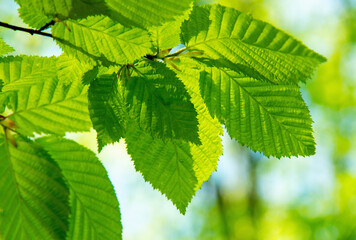 green leaves over green background