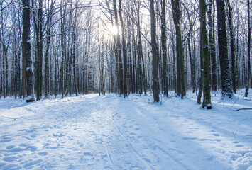 Beautiful winter landscape in the forest.