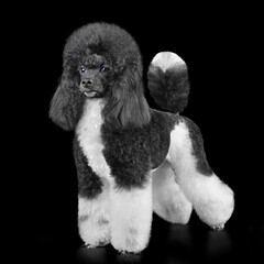 Elegant harlequin poodle