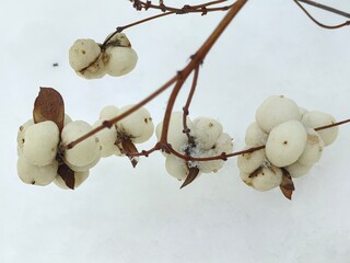 The fruits of snowberry (Symphoricarpos) against the background of snow, close and far away, winter