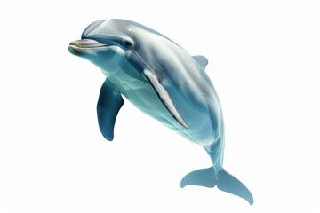 Fototapeta premium A close-up of a bottlenose dolphin swimming gracefully in clear water against a white background.