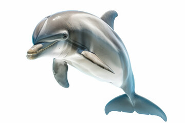 Fototapeta premium A close-up of a bottlenose dolphin swimming gracefully in clear water against a white background.