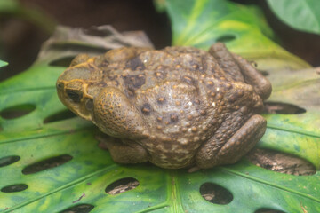 large pimpled toad sitting o a leaf in monteverde np costa rica © Edwin