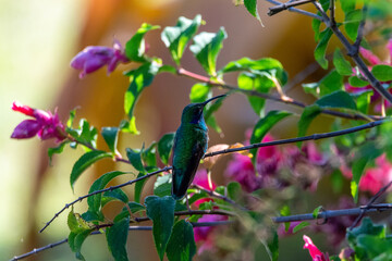 close-up of a green and blue hummingbird on a branche in monteverde costa rica
