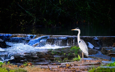 Garza Real © Manuel