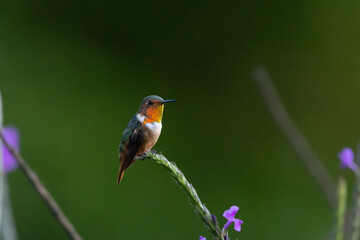 close-up of a small Selasphorus scintilla hummingbird sitting on a pink flower