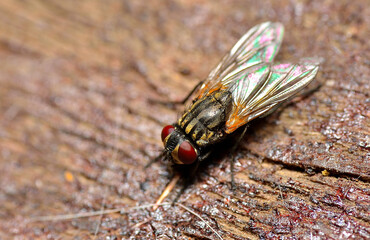 housefly resting on a piece of wood