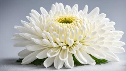 A white chrysanthemum flower on a gray background with a place for text.