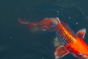 This beautiful koi fish was seen swimming through the water. The orange and black scales of the fish stand out from the clear water. This carp’s whiskers sticking out with mouth scooping food.