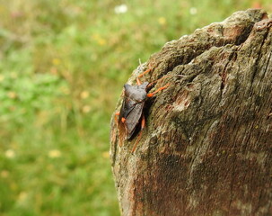 tarcz&oacute;wka rudonoga