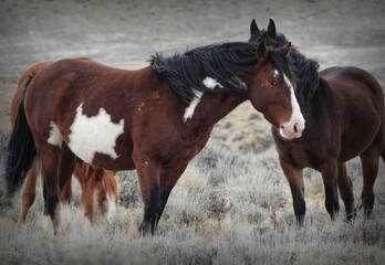Santa Fe and Francie - Brown and White Pinto Paint Mustang, Wild Horse, with herd of the Sand Wash...