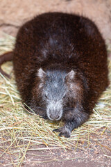 Cuban hutia also hutia-conga also Desmarest's hutia (in german Hutiaconga also Greifschwanz-Ferkelratte also Kuba-Baumratte) Capromys pilorides