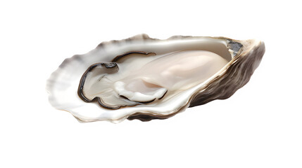 raw oyster mussel with meat on transparent background
