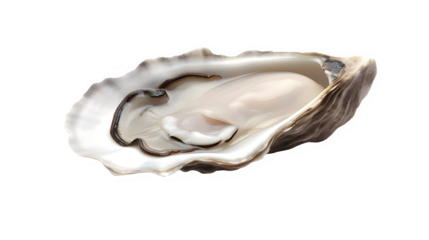 raw oyster mussel with meat on transparent background