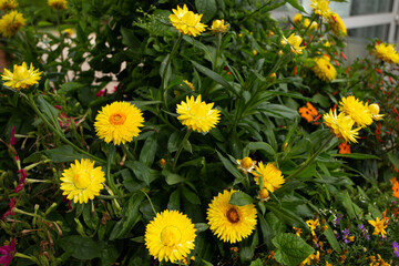 Yellow small daisies. Small beautiful flowers.