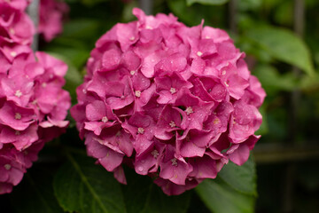 Pink hydrangea bush with raindrops.