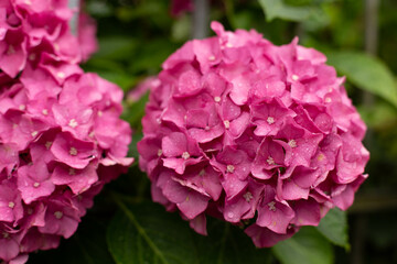 Pink hydrangea bush with raindrops.