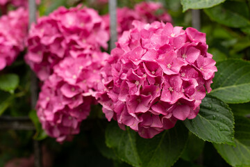 Pink hydrangea bush with raindrops.