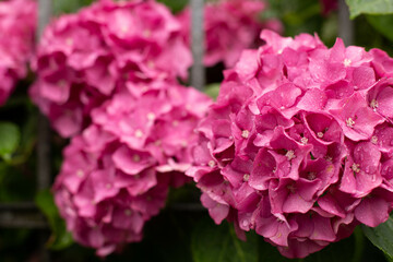 Pink hydrangea bush with raindrops.