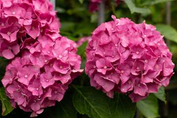 Pink hydrangea bush with raindrops.