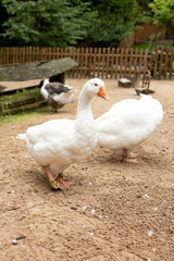 Domestic geese graze. Geese in a courtyard. Free range poultry farming.