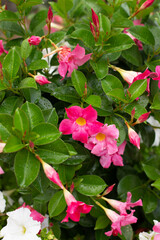 White pillows on bed close up.