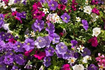 A large bush of multi-colored petunias.