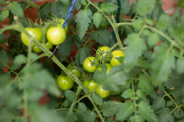 Ripe red tomatoes growing on a vine in a vegetable garden.