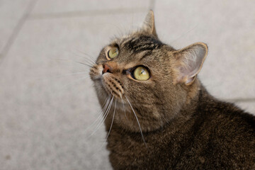 Beautiful feline cat at home.