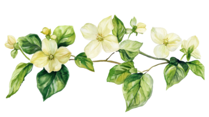 Flowers with leaves painted in watercolor, transparent background