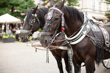 Obraz premium Horse carriages at main square in Krakow in a summer day, Poland
