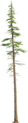 Side view of pine tree