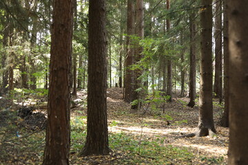 A path in the park. A summer park with a forest. Path through the forest.