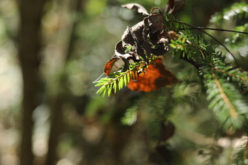 A plant in the wild. Nature in the summer. Green leaves.