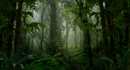 Southeast Asian rainforest with deep jungle