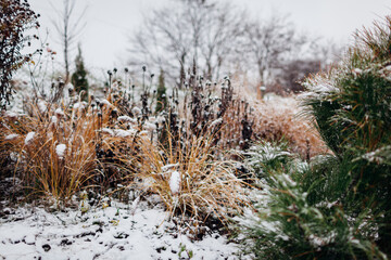 Snowy winter garden. Evergreen pine tree growing by ornamental grasses and perennials