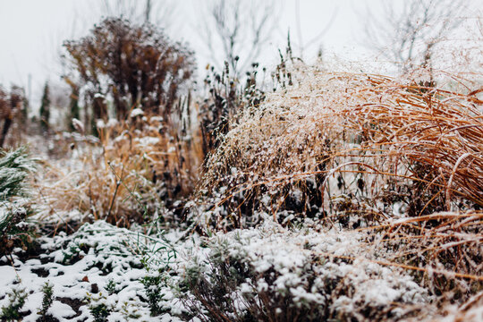 Panicum Heavy metal covered in ice. Landscape of snowy winter garden. Ornamental grasses, perennials