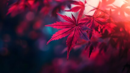 A single Japanese maple tree with fiery red and purple leaves in a tranquil garden.