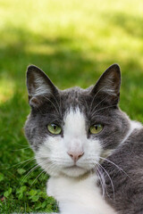 Retrato de un gato gris y blanco descansando sobre cesped verde al aire libre