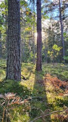 Morning in the forest,  summer day 