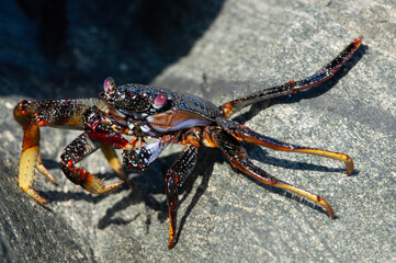 Cangrejo en las rocas