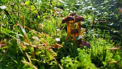 mushrooms in the grass
