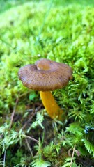 mushroom in the forest