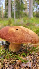 boletus edulis mushroom