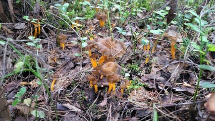 mushrooms in the grass