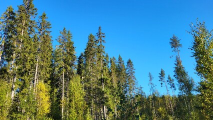 Trees and blu sky, background 