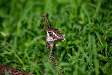 Female Indian Peafowl (Pavo cristatus) - Found in forests and grasslands of the Indian subcontinent