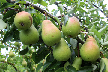 Pears ripen on the tree branch.