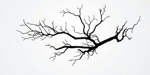 Fototapeta premium Silhouette of a intricate bare tree branch against a blank white background, outline, solitary, nature