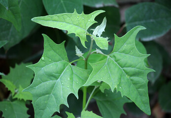 In nature, Atriplex sagittata (Atriplex nitens) grows as a weed